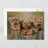 Carte Postale Yorkshire Terrier Chiens de marionnettes Blank Car (Devant / Derrière)