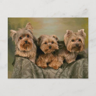 Carte Postale Yorkshire Terrier Chiens de marionnettes Blank Car