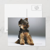 Carte Postale Yorkshire terrier, gros plan (Devant / Derrière)