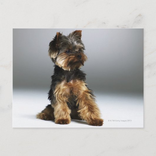 Carte Postale Yorkshire terrier, gros plan (Devant)