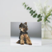 Carte Postale Yorkshire terrier, gros plan (Debout devant)