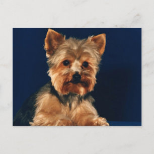 Carte Postale Yorkshire Terrier Puppy