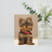 Carte Postale Yorkshire Terrier Puppy (Debout devant)