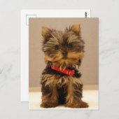 Carte Postale Yorkshire Terrier Puppy (Devant / Derrière)