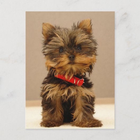 Carte Postale Yorkshire Terrier Puppy (Devant)