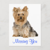 Carte postale Yorkshire Terrier Puppy Chien Manqua (Devant)