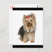 Carte Postale Yorkshire Terrier Puppy Dog Blank Postcard (Devant / Derrière)