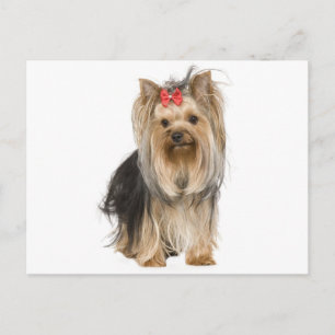 Carte Postale Yorkshire Terrier Puppy Dog Blank Postcard
