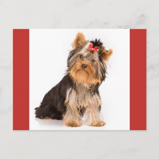 Carte Postale Yorkshire Terrier Puppy Dog Blank Postcard (Devant)