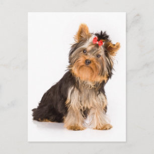 Carte Postale Yorkshire Terrier Puppy Dog Blank Postcard