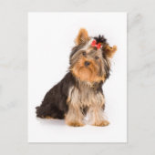 Carte Postale Yorkshire Terrier Puppy Dog Blank Postcard (Devant)