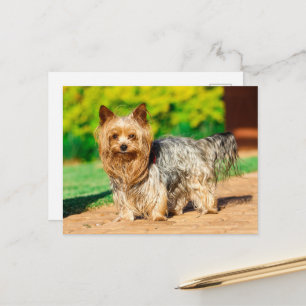 Carte Postale Yorkshire Terrier Yorkie race préférée