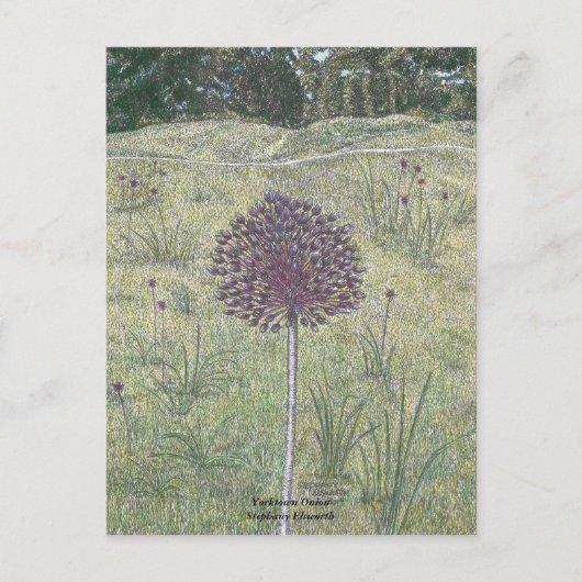 Carte Postale Yorktown Onion (Devant)