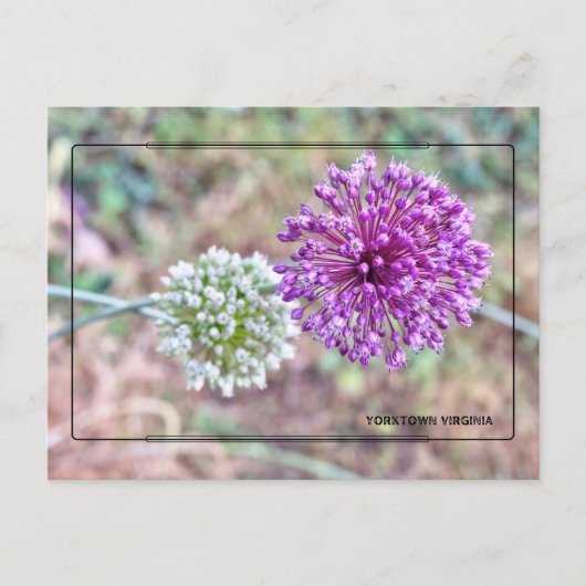 Carte postale Yorktown Onion - Virginie historique (Devant)