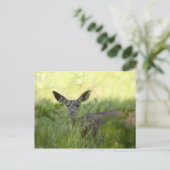 Carte Postale Yosemite Deer (Debout devant)