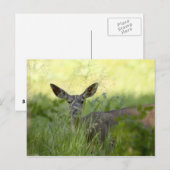 Carte Postale Yosemite Deer (Devant / Derrière)
