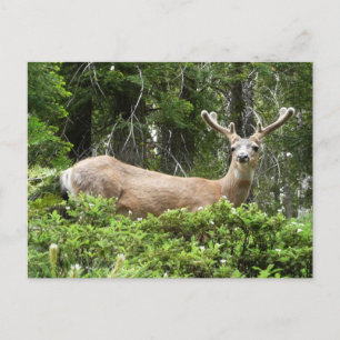 Carte Postale Yosemite Deer Nature Photographie