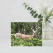 Carte Postale Yosemite Deer Nature Photographie (Debout devant)