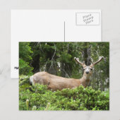 Carte Postale Yosemite Deer Nature Photographie (Devant / Derrière)