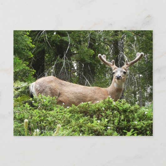 Carte Postale Yosemite Deer Nature Photographie (Devant)