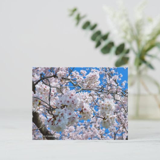 Carte Postale Yoshino Cherry (Debout devant)