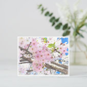 Carte Postale Yoshino Cherry (Debout devant)
