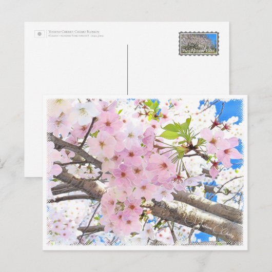 Carte Postale Yoshino Cherry (Devant / Derrière)