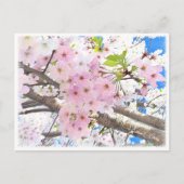 Carte Postale Yoshino Cherry (Devant)