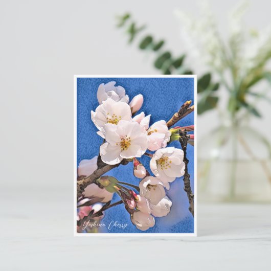 Carte Postale Yoshino Cherry (Debout devant)