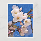 Carte Postale Yoshino Cherry (Devant)