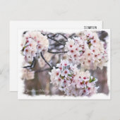 Carte Postale Yoshino Cherry ポストカード (Devant / Derrière)