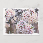 Carte Postale Yoshino Cherry ポストカード (Devant)