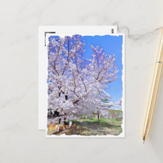 Carte Postale Yoshino Cherry ポストカード
