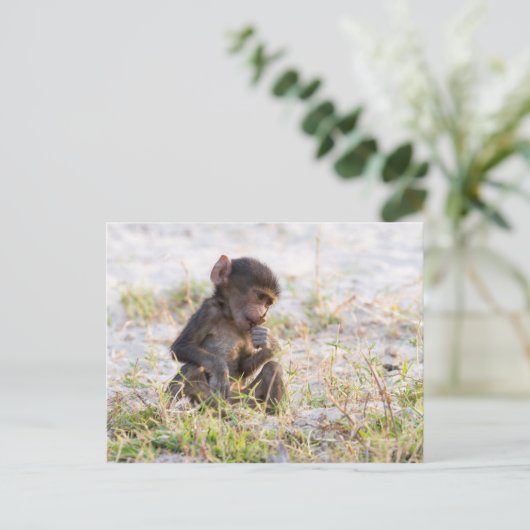 Carte Postale Young Baboon (Debout devant)