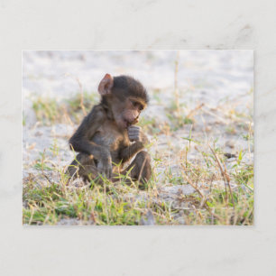 Carte Postale Young Baboon