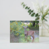 Carte postale Young Deer (Debout devant)