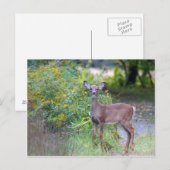 Carte postale Young Deer (Devant / Derrière)