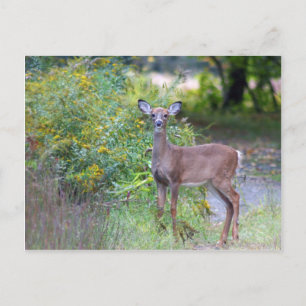 Carte postale Young Deer