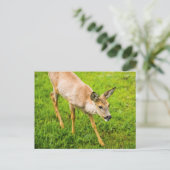 Carte Postale Young Deer (Debout devant)