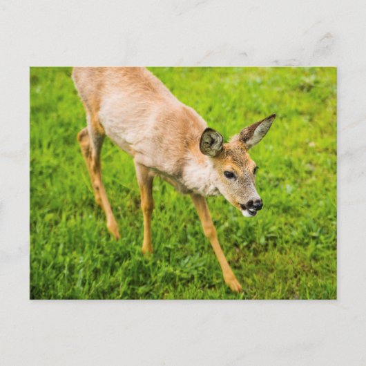 Carte Postale Young Deer (Devant)