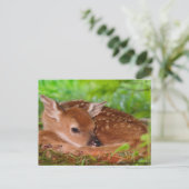 Carte Postale Young_Deer_Fawn-1 (Debout devant)