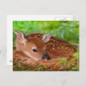 Carte Postale Young_Deer_Fawn-1 (Devant / Derrière)