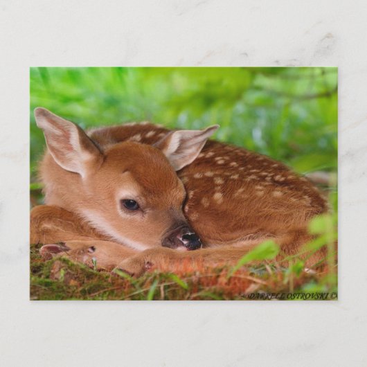 Carte Postale Young_Deer_Fawn-1 (Devant)