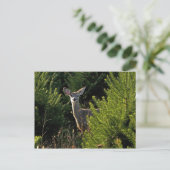 Carte postale Young Deer in Pine Trees (Debout devant)