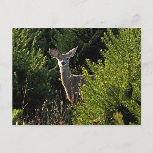 Carte postale Young Deer in Pine Trees (Devant)