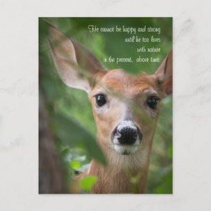 Carte Postale Young Deer With Emerson Citation