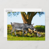 Carte postale "Young Eno & Henri" (Devant / Derrière)