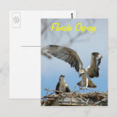 Carte postale Young Florida Ospreys (Devant / Derrière)