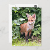 Carte Postale Young Fox 1 (Devant / Derrière)