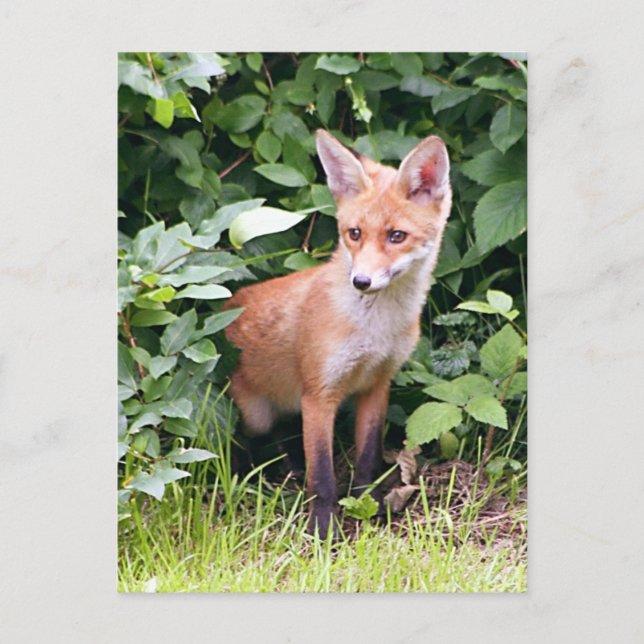 Carte Postale Young Fox 1 (Devant)